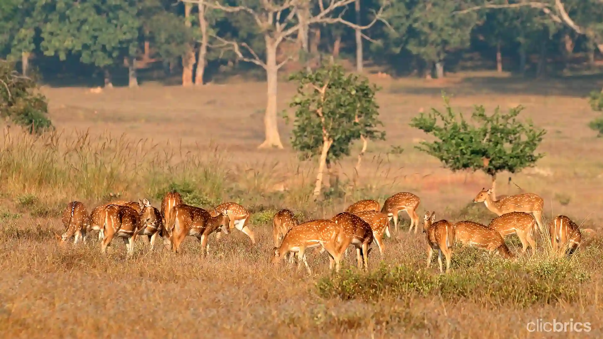 tiger reserve in India